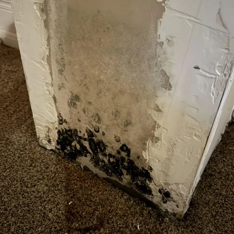 Professional Mold Removal in Coalville, UT